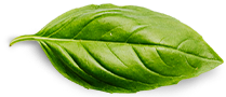 Basil-Leaf