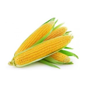 American Corn